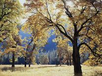 New York, Adirondack Mts, Fall Trees Alond a Stream-Christopher Talbot Frank-Photographic Print