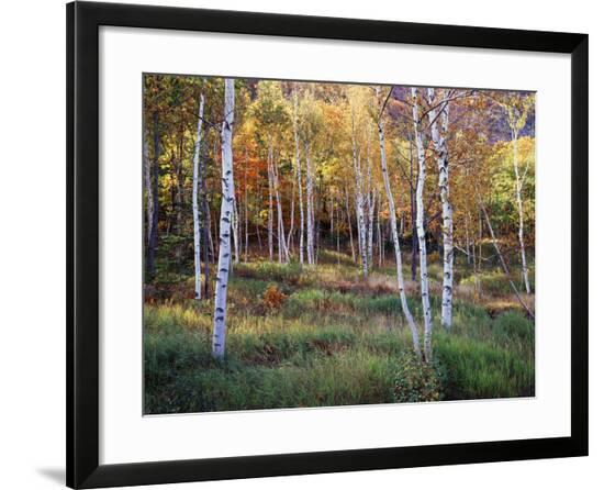 Framed Photographic Print, , large