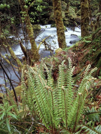 Premium Photographic Print, , large