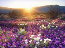 Sand Verbena and Dune Primrose Wildflowers at Sunset, Anza-Borrego Desert State Park, California-Christopher Talbot Frank-Photographic Print
