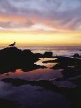 Seagull at Sunset Cliffs Tidepools on the Pacific Ocean, San Diego, California, USA-Christopher Talbot Frank-Photographic Print
