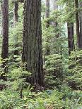 Strathcona Provincial Park, Vancouver Island, the Dense Rainforest-Christopher Talbot Frank-Photographic Print