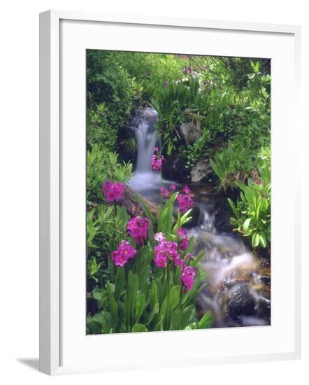 Framed Photographic Print, , large