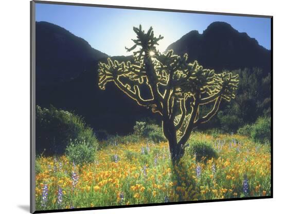 Photographic Print, , large