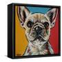 Chroma Dogs II-Carolee Vitaletti-Framed Stretched Canvas