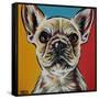 Chroma Dogs II-Carolee Vitaletti-Framed Stretched Canvas