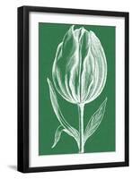 Chromatic Tulips II-Vision Studio-Framed Art Print