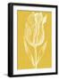 Chromatic Tulips IV-Vision Studio-Framed Art Print