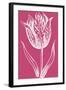 Chromatic Tulips V-Vision Studio-Framed Art Print