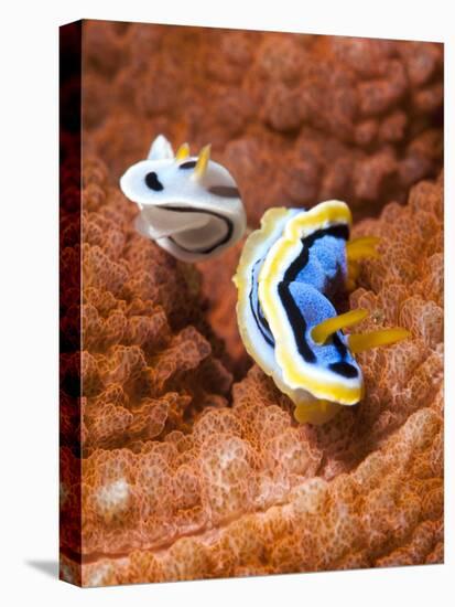 Chromodoris Dianae and Chromodoris Strigata Nudibranches, Sulawesi, Indonesia, Southeast Asia, Asia-Lisa Collins-Stretched Canvas