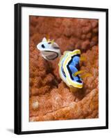 Chromodoris Dianae and Chromodoris Strigata Nudibranches, Sulawesi, Indonesia, Southeast Asia, Asia-Lisa Collins-Framed Photographic Print