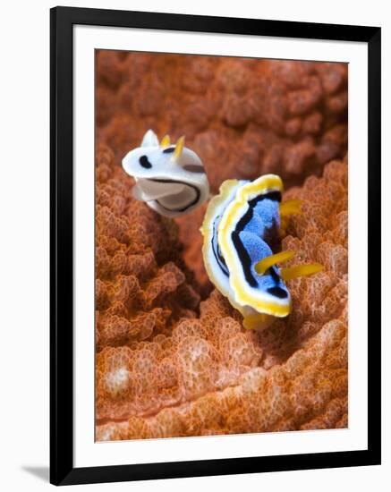 Chromodoris Dianae and Chromodoris Strigata Nudibranches, Sulawesi, Indonesia, Southeast Asia, Asia-Lisa Collins-Framed Photographic Print