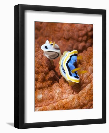 Chromodoris Dianae and Chromodoris Strigata Nudibranches, Sulawesi, Indonesia, Southeast Asia, Asia-Lisa Collins-Framed Premium Photographic Print