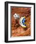 Chromodoris Dianae and Chromodoris Strigata Nudibranches, Sulawesi, Indonesia, Southeast Asia, Asia-Lisa Collins-Framed Premium Photographic Print