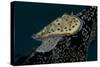 Chromodoris Kuniei Nudibranch, Beqa Lagoon, Fiji-Stocktrek Images-Stretched Canvas