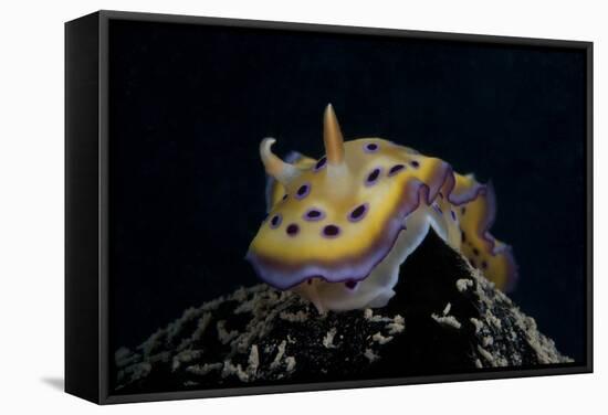 Chromodoris Kuniei Nudibranch, Beqa Lagoon, Fiji-Stocktrek Images-Framed Stretched Canvas