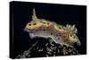 Chromodoris Kuniei Nudibranch, Beqa Lagoon, Fiji-Stocktrek Images-Stretched Canvas