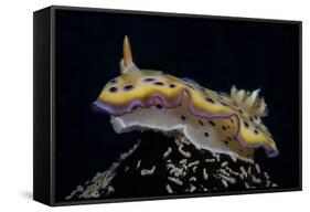 Chromodoris Kuniei Nudibranch, Beqa Lagoon, Fiji-Stocktrek Images-Framed Stretched Canvas