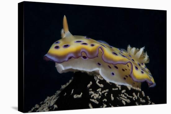 Chromodoris Kuniei Nudibranch, Beqa Lagoon, Fiji-Stocktrek Images-Stretched Canvas