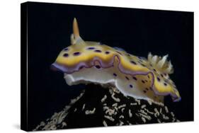 Chromodoris Kuniei Nudibranch, Beqa Lagoon, Fiji-Stocktrek Images-Stretched Canvas