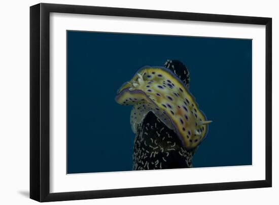 Chromodoris Kuniei Nudibranch, Beqa Lagoon, Fiji-Stocktrek Images-Framed Photographic Print