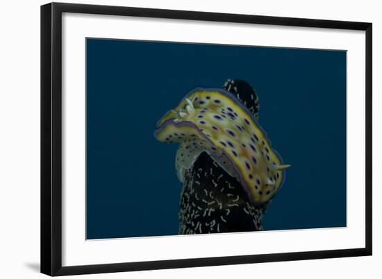 Chromodoris Kuniei Nudibranch, Beqa Lagoon, Fiji-Stocktrek Images-Framed Photographic Print