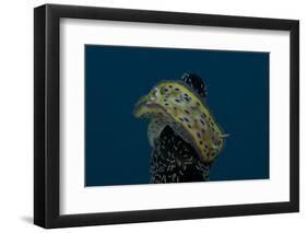 Chromodoris Kuniei Nudibranch, Beqa Lagoon, Fiji-Stocktrek Images-Framed Photographic Print