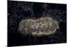 Chromodoris Kuniei Nudibranch, Beqa Lagoon, Fiji-Stocktrek Images-Mounted Photographic Print