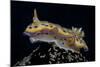 Chromodoris Kuniei Nudibranch, Beqa Lagoon, Fiji-Stocktrek Images-Mounted Photographic Print