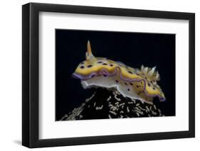 Chromodoris Kuniei Nudibranch, Beqa Lagoon, Fiji-Stocktrek Images-Framed Photographic Print