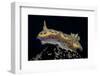 Chromodoris Kuniei Nudibranch, Beqa Lagoon, Fiji-Stocktrek Images-Framed Photographic Print