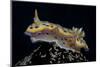 Chromodoris Kuniei Nudibranch, Beqa Lagoon, Fiji-Stocktrek Images-Mounted Photographic Print