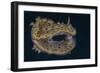 Chromodoris Kuniei Nudibranch, Beqa Lagoon, Fiji-Stocktrek Images-Framed Photographic Print