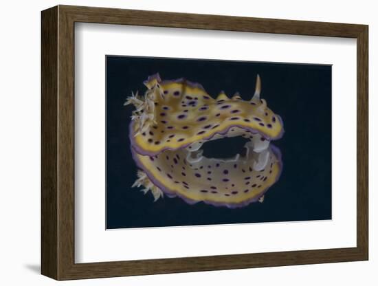 Chromodoris Kuniei Nudibranch, Beqa Lagoon, Fiji-Stocktrek Images-Framed Photographic Print