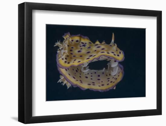 Chromodoris Kuniei Nudibranch, Beqa Lagoon, Fiji-Stocktrek Images-Framed Photographic Print