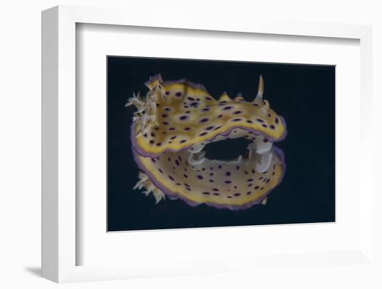 Chromodoris Kuniei Nudibranch, Beqa Lagoon, Fiji-Stocktrek Images-Framed Photographic Print