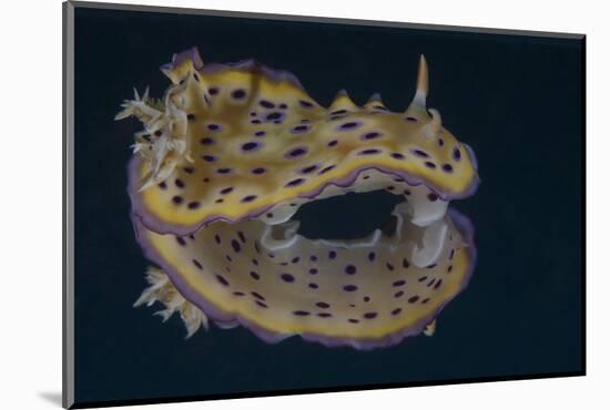 Chromodoris Kuniei Nudibranch, Beqa Lagoon, Fiji-Stocktrek Images-Mounted Photographic Print