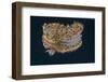 Chromodoris Kuniei Nudibranch, Beqa Lagoon, Fiji-Stocktrek Images-Framed Photographic Print