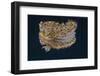 Chromodoris Kuniei Nudibranch, Beqa Lagoon, Fiji-Stocktrek Images-Framed Photographic Print