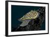 Chromodoris Kuniei Nudibranch, Beqa Lagoon, Fiji-Stocktrek Images-Framed Photographic Print