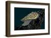 Chromodoris Kuniei Nudibranch, Beqa Lagoon, Fiji-Stocktrek Images-Framed Photographic Print