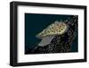 Chromodoris Kuniei Nudibranch, Beqa Lagoon, Fiji-Stocktrek Images-Framed Photographic Print