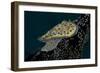 Chromodoris Kuniei Nudibranch, Beqa Lagoon, Fiji-Stocktrek Images-Framed Photographic Print