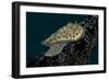 Chromodoris Kuniei Nudibranch, Beqa Lagoon, Fiji-Stocktrek Images-Framed Photographic Print