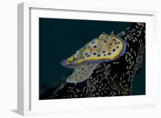 Chromodoris Kuniei Nudibranch, Beqa Lagoon, Fiji-Stocktrek Images-Framed Photographic Print