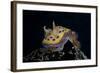 Chromodoris Kuniei Nudibranch, Beqa Lagoon, Fiji-Stocktrek Images-Framed Photographic Print