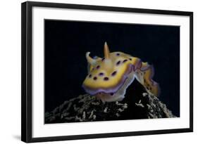 Chromodoris Kuniei Nudibranch, Beqa Lagoon, Fiji-Stocktrek Images-Framed Photographic Print