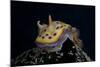 Chromodoris Kuniei Nudibranch, Beqa Lagoon, Fiji-Stocktrek Images-Mounted Photographic Print