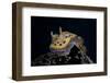 Chromodoris Kuniei Nudibranch, Beqa Lagoon, Fiji-Stocktrek Images-Framed Photographic Print