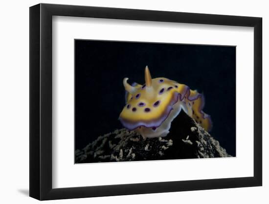 Chromodoris Kuniei Nudibranch, Beqa Lagoon, Fiji-Stocktrek Images-Framed Photographic Print